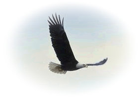 Welcome to Planet Eagle