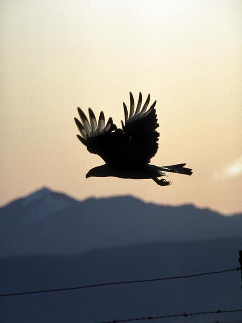 http://www.eagle-wing.net/images/Eagles/FlyingEagle.jpg